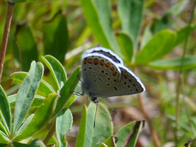 Karner Blue Butterfly